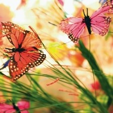 Долгосрочное обучение. Расписание и цены на июль 2020