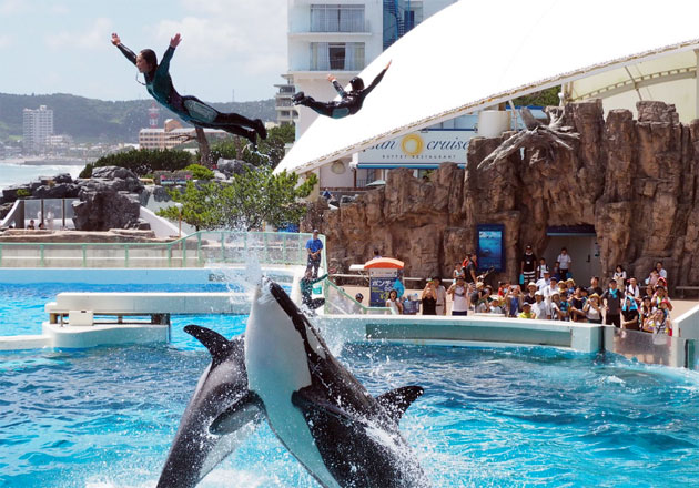 Kamogawa SeaWorld, Япония
