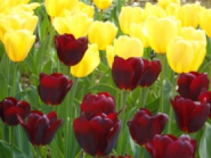 Фестиваль тюльпанов в парке «Йокогама»: ханами продолжается